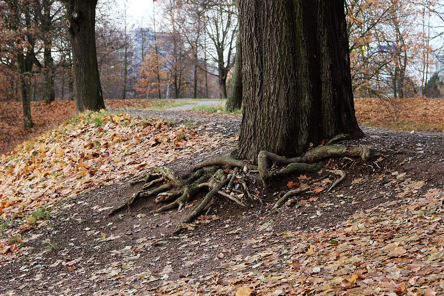 Autumn, Tree, Roots, Leaves, Path, nature, landscape, tree trunk HD wallpaper