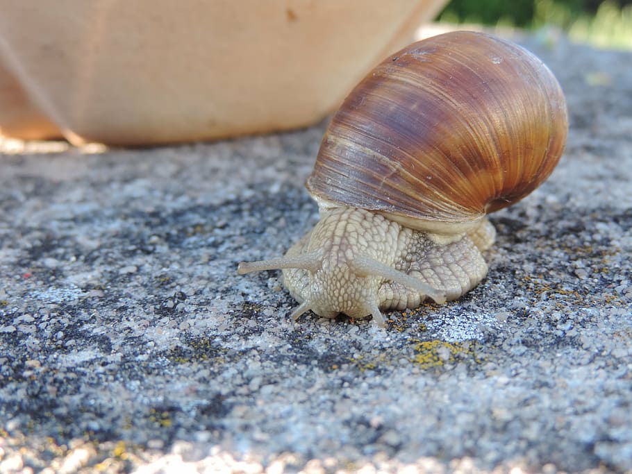 snail, animal, shell, nature, reptile, close, snail shell, mollusk HD wallpaper