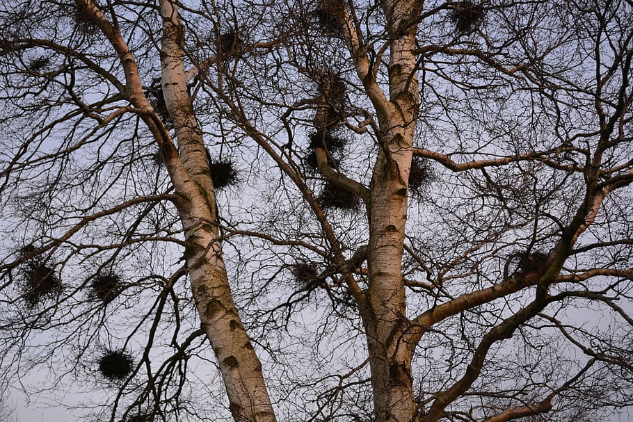 nests, tree, birch, bird nests, bare tree, plant, sky, branch HD wallpaper