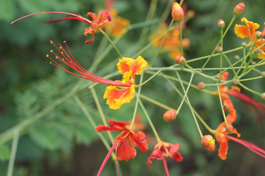 flower, fire tree, summer, bloom, nature, landscape, plant HD wallpaper