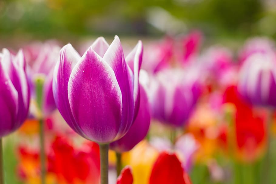 Tulips, Flowers, Spring, Nature, red, macro, plant, petal, outdoors HD wallpaper