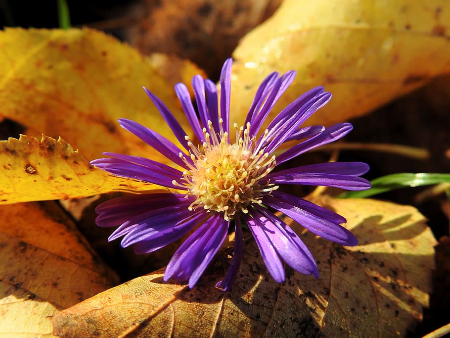 flower, blossom, bloom, withered, nature, plant, purple, purple flower HD wallpaper