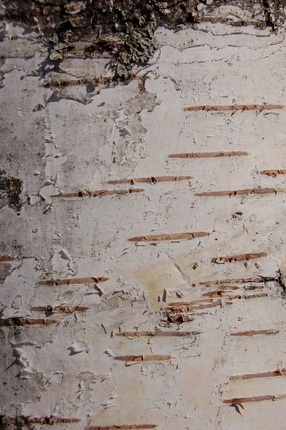 birch bark, tree, trees, trunk, nature, backgrounds, full frame, HD wallpaper