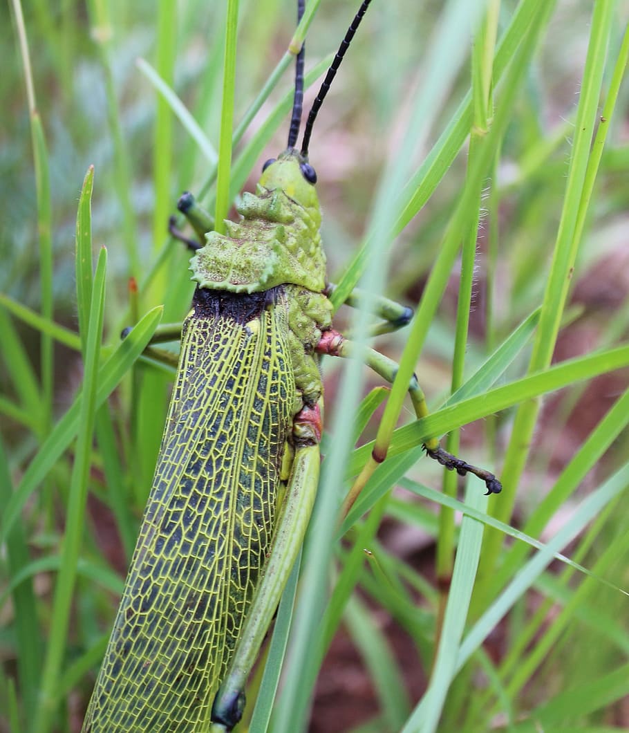 grasshopper, insect, bug, locust, nature, green, green color HD wallpaper