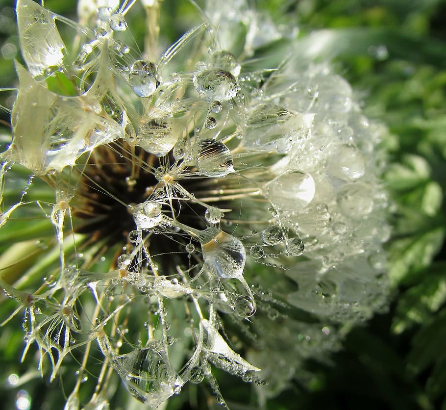 white flowers, dew drops on flower, dewdrop, wassertrofpen HD wallpaper