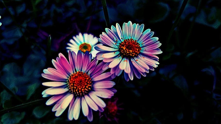flower, neon, effect, nature, color, colorful, bright, close HD wallpaper