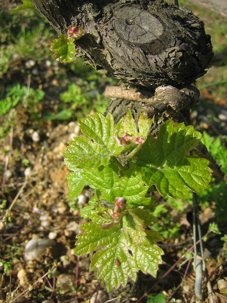 vines, foliation, bordeaux, plant, growth, green color, nature HD wallpaper