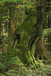 tree, forest, moss, mossy, old age, the age of the, green, trunk HD wallpaper