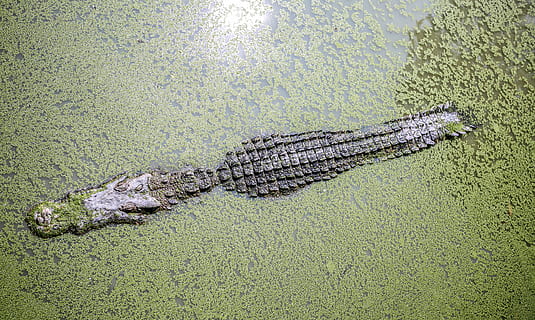 alligator in body of water filled with green moss, animals HD wallpaper