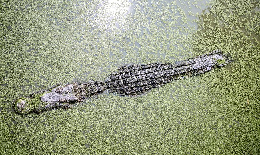 alligator in body of water filled with green moss, animals HD wallpaper
