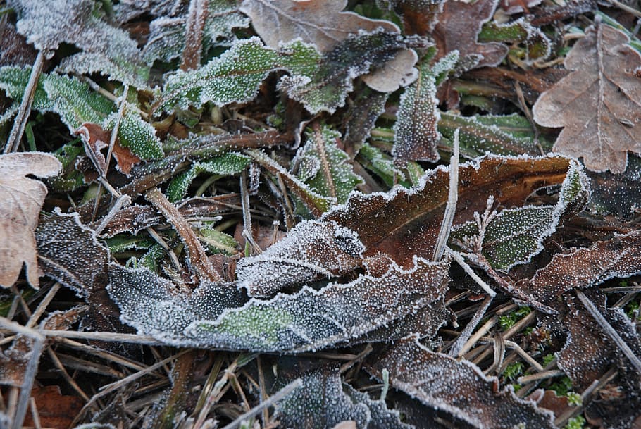 winters, frost, leaf, cold temperature, plant, growth, frozen HD wallpaper