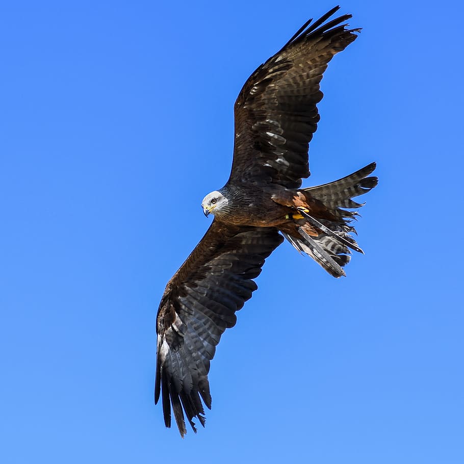 buzzard, raptor, flight, bird, sky, blue, flying, animal, animals in the wild, HD wallpaper