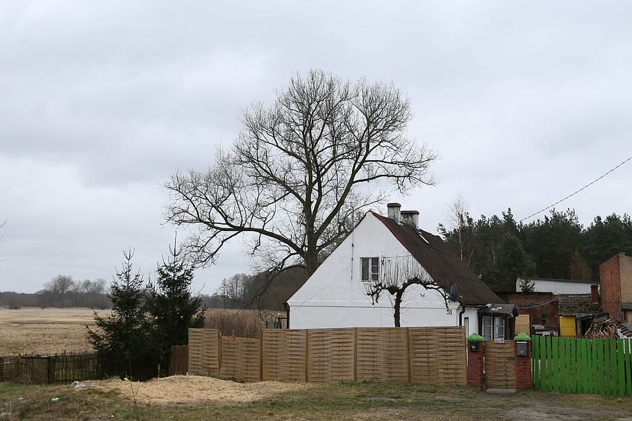 house, tree, field, forest, village, old house, view, green HD wallpaper