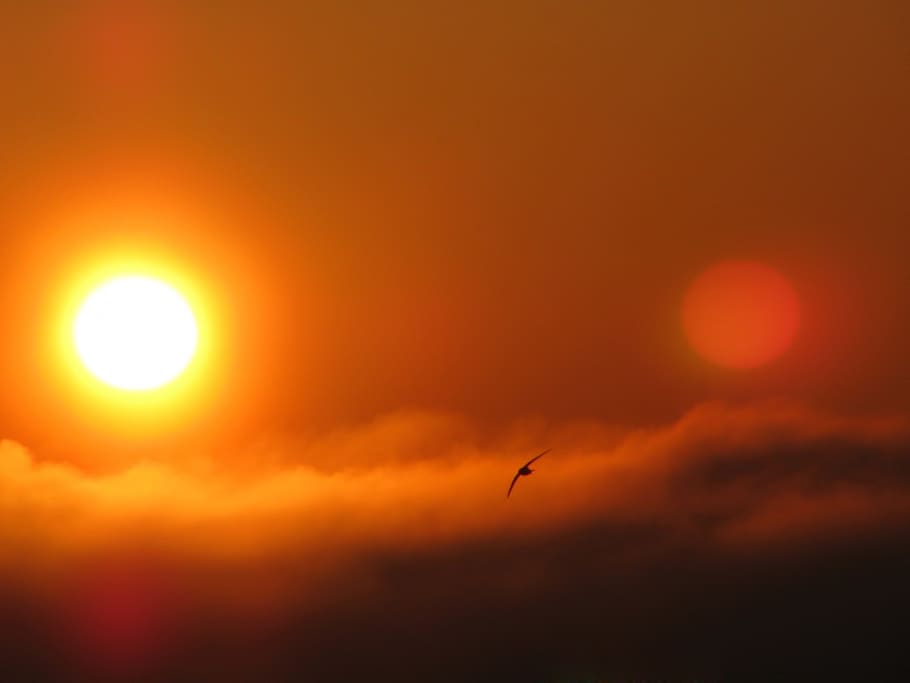 bird silhouette photo, sun, sunrise, clouds, morning, colorful HD wallpaper