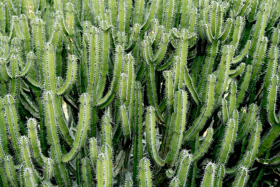 photography of green cactus plants, green cactus, prickles, texture HD wallpaper