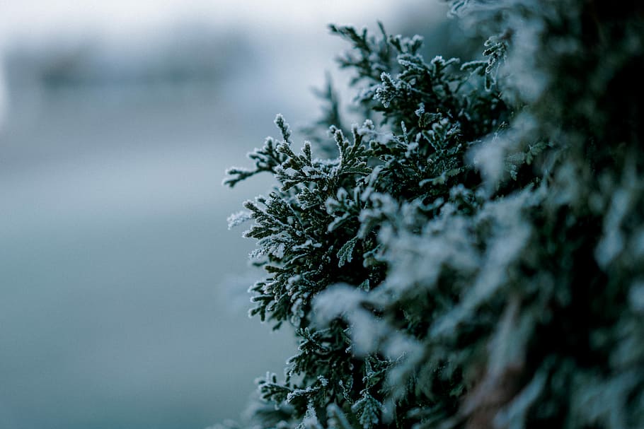 green tree covered by snow, closeup photography of green leaf covered with snow HD wallpaper