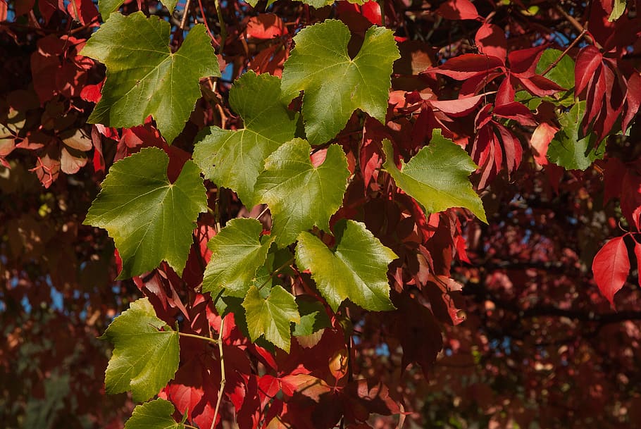 Creeper, Leaves, Fall, close-up, leaf, food and drink, no people HD wallpaper