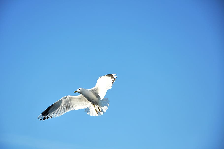 Seagull, Flying, Blue, Blue-Sky, Flight, Day, bird, seabird HD wallpaper