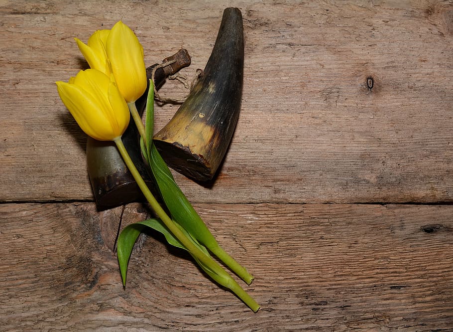 tulips, flowers, yellow, cut flowers, yellow flowers, gunpowder filler, HD wallpaper