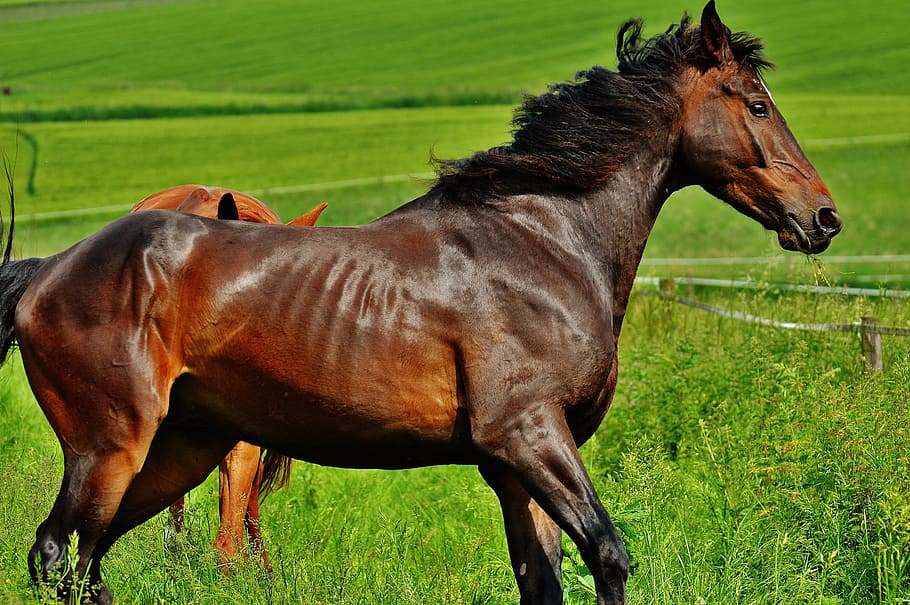 horse, coupling, stallion, eat, paddock, brown, meadow, pasture HD wallpaper