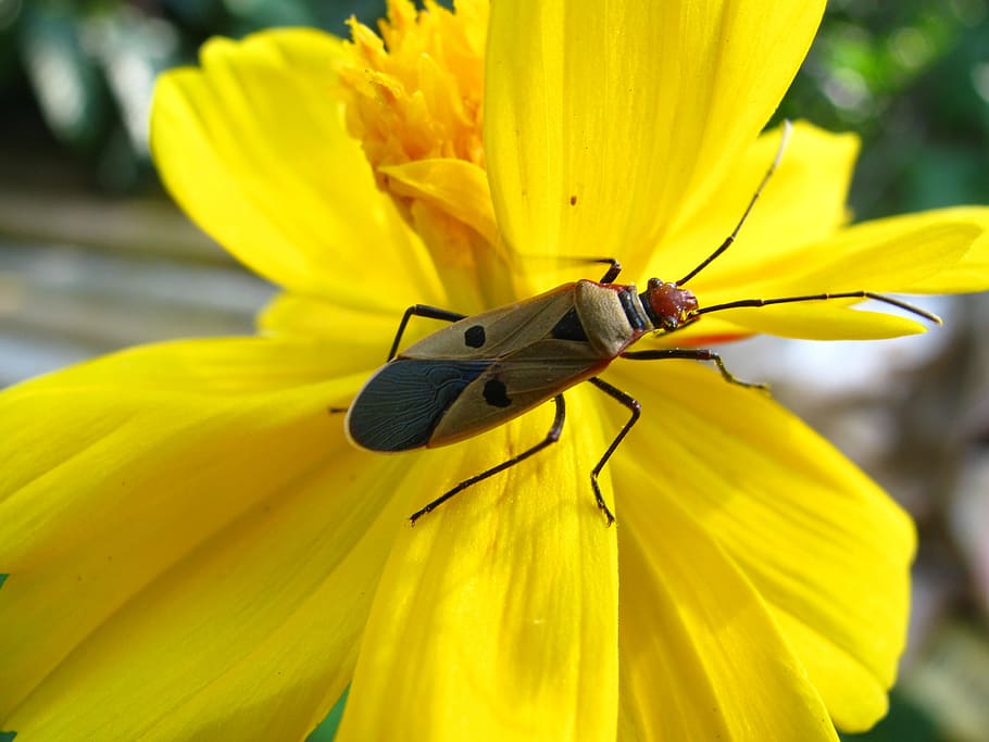 Beetle, Insect, Wing, Wildlife, Bug, small, antennae, entomology HD wallpaper
