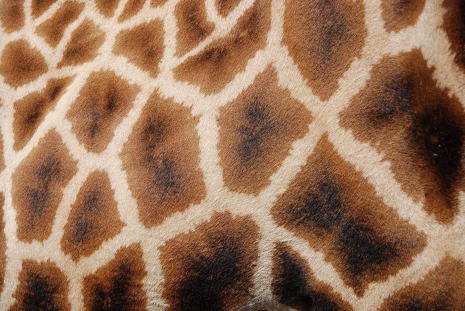 HD wallpaper: giraffe skin cloth, patterns, reticulated giraffe, africa,  animal | Wallpaper Flare