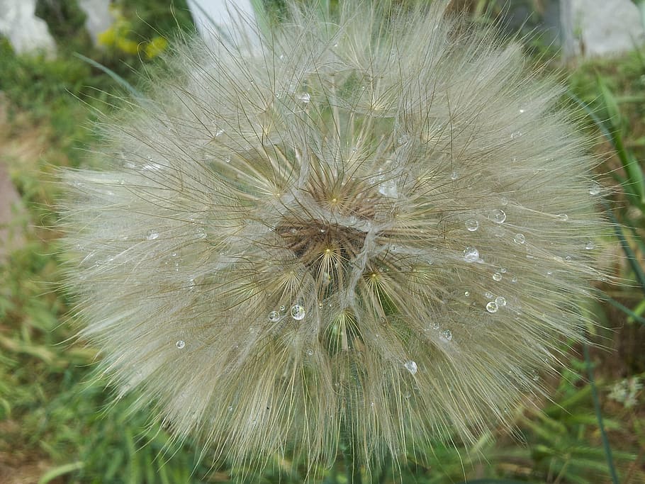 dandelion, white, yellow, drop, water, water droplets, macro HD wallpaper