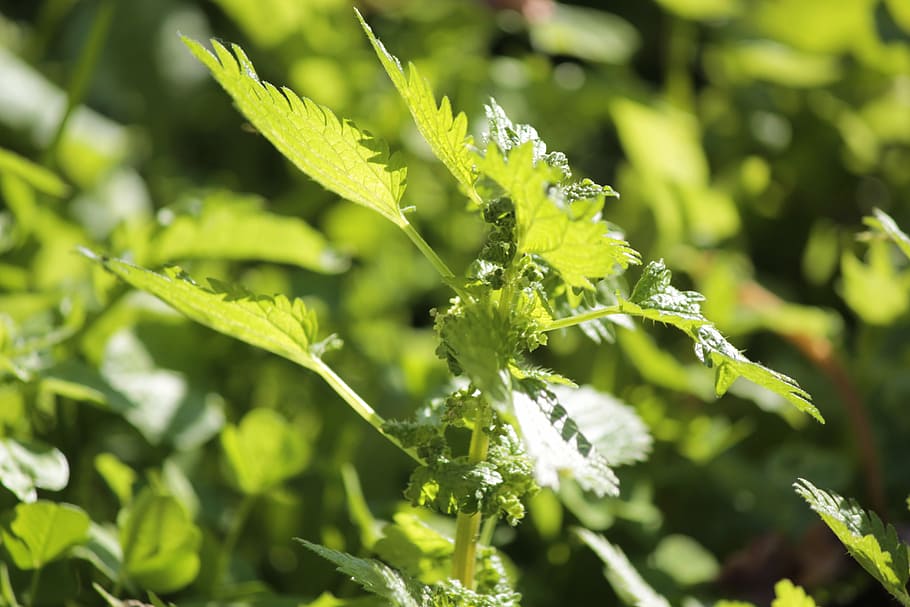 nettle, plant, grass, growth, green color, beauty in nature HD wallpaper