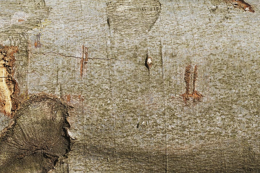 bark, beech, tribe, log, background wood, pattern, texture HD wallpaper