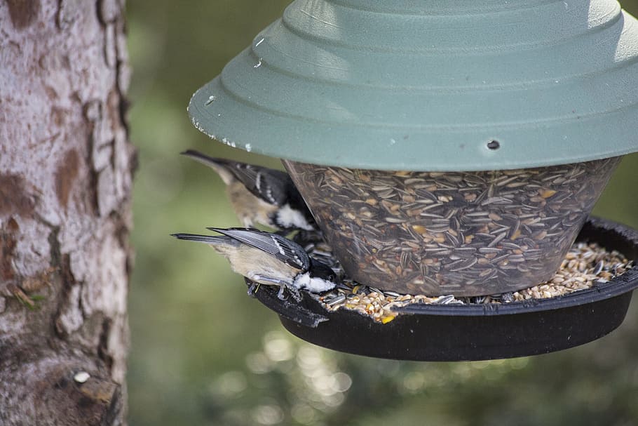 bird, aviary, nesting box, bird feeder, treehouse, great spotted woodpecker HD wallpaper