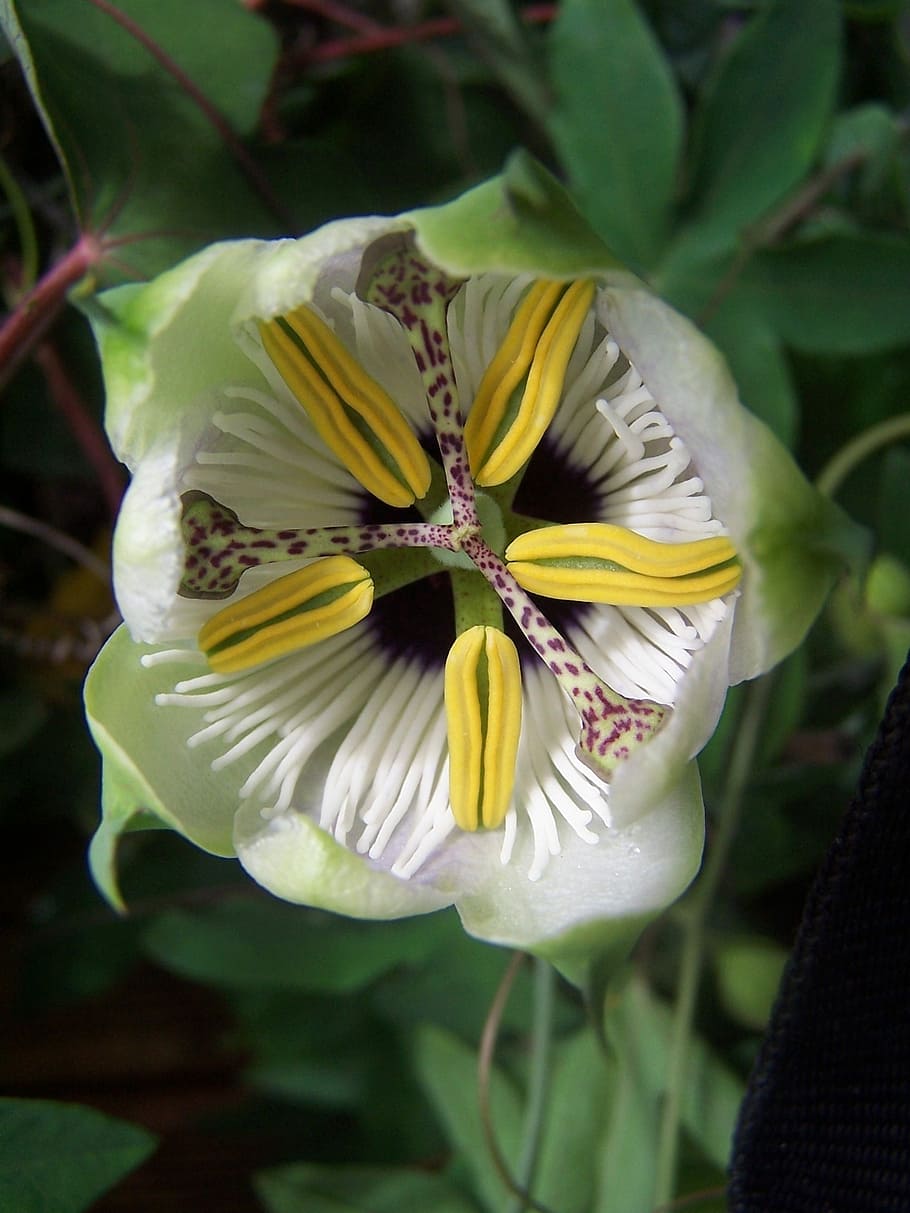 Passiflora, Creeper, Hybrid, flower, petal, fragility, close-up HD wallpaper
