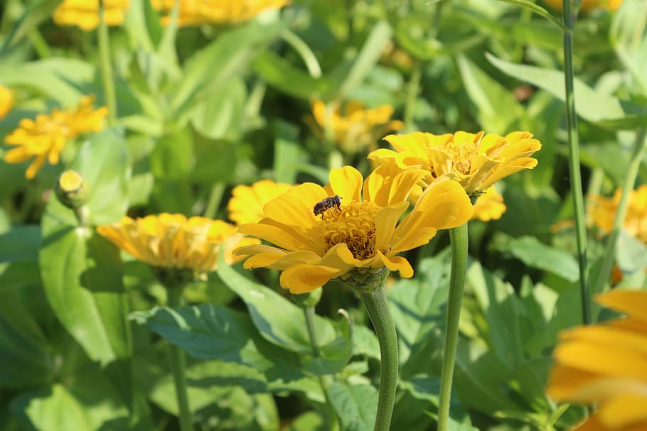 flowers, bee, cornflower, flowering plant, yellow, beauty in nature HD wallpaper