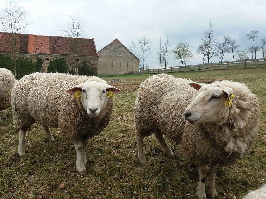sheep, farm, herd, lamb, animal, economy, livestock, domestic HD wallpaper