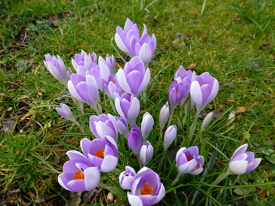 crocus, flower, spring, purple, flowers, harbinger of spring HD wallpaper