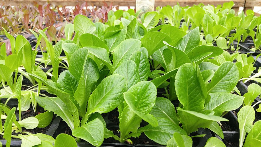 green, leafy, vegetable, vegetarian, farm, organic, garden HD wallpaper
