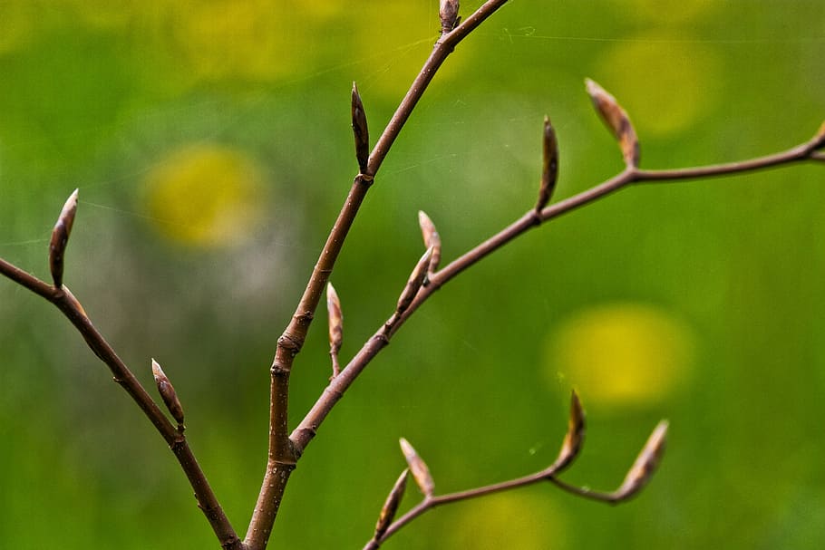 withered tree, spring, buds, green, branch, new, growth, nature HD wallpaper