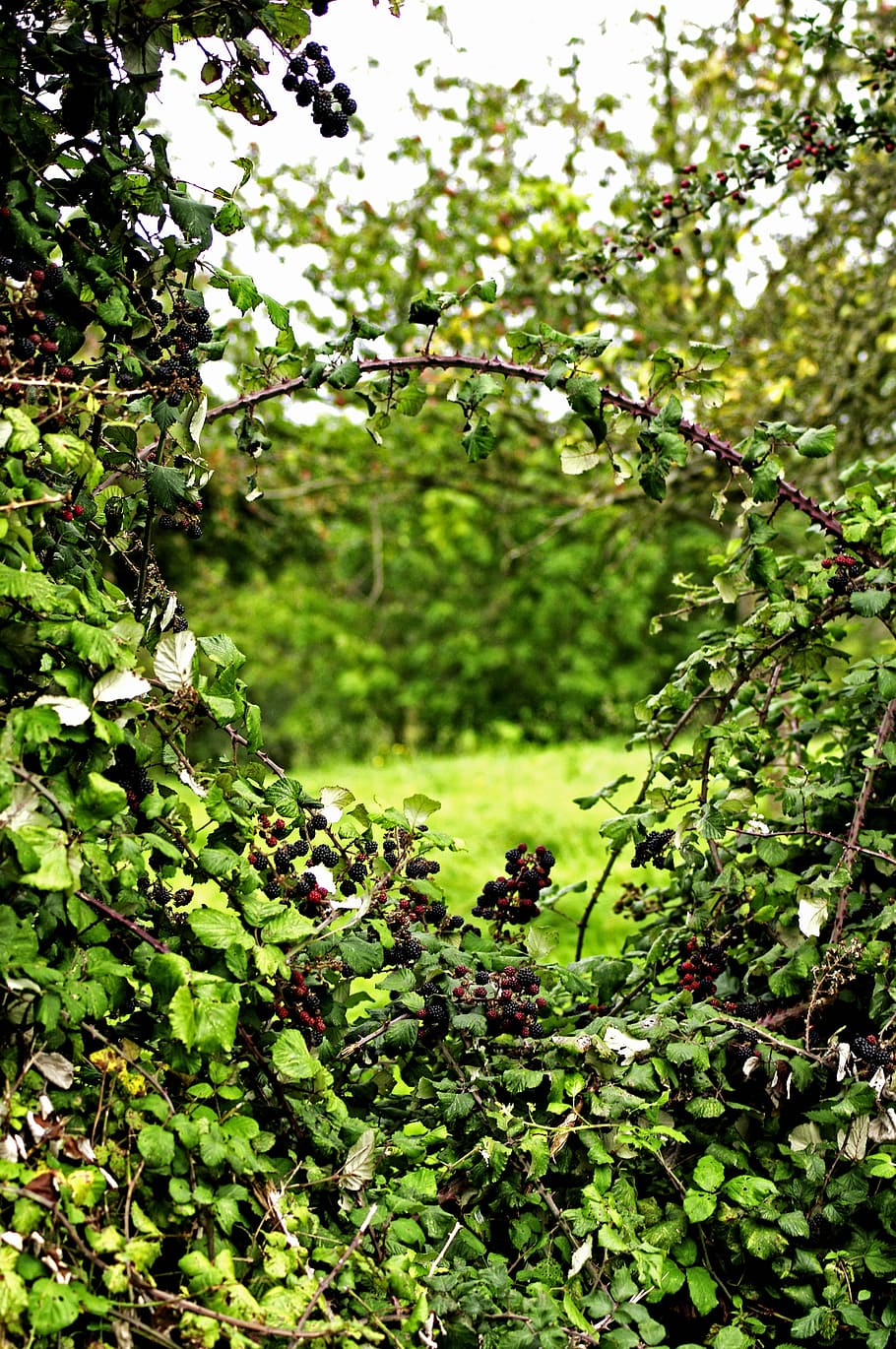 Window, Hedge, Hedges, Nature, Green, leaves, burr, brambles HD wallpaper