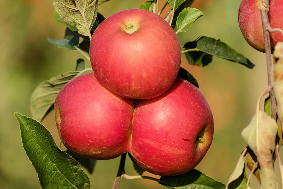 focus photo of red Apple, fruit, fruits, tree, autumn, vitamins HD wallpaper