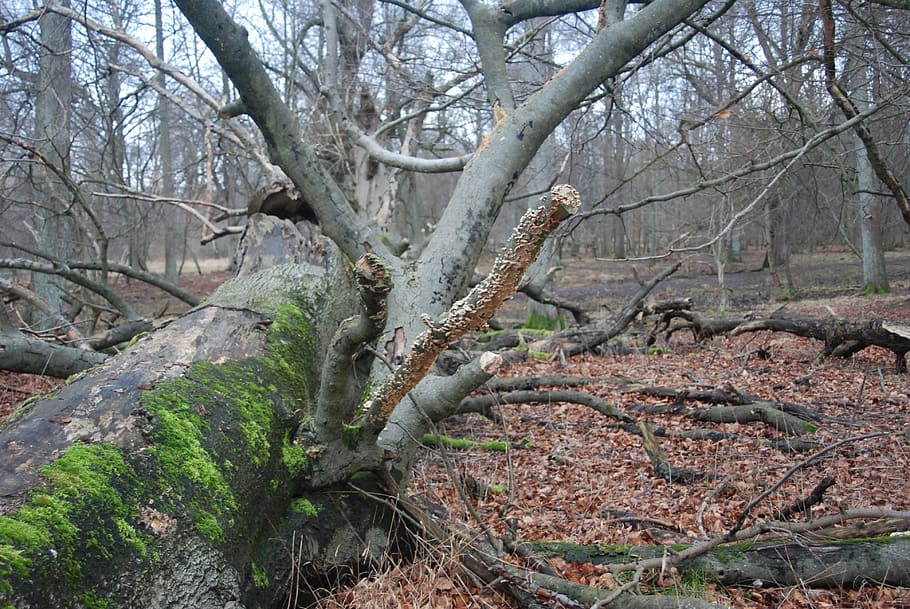 Trees, Fallen, Woods, Trunks, woody, perennials, large, plants HD wallpaper
