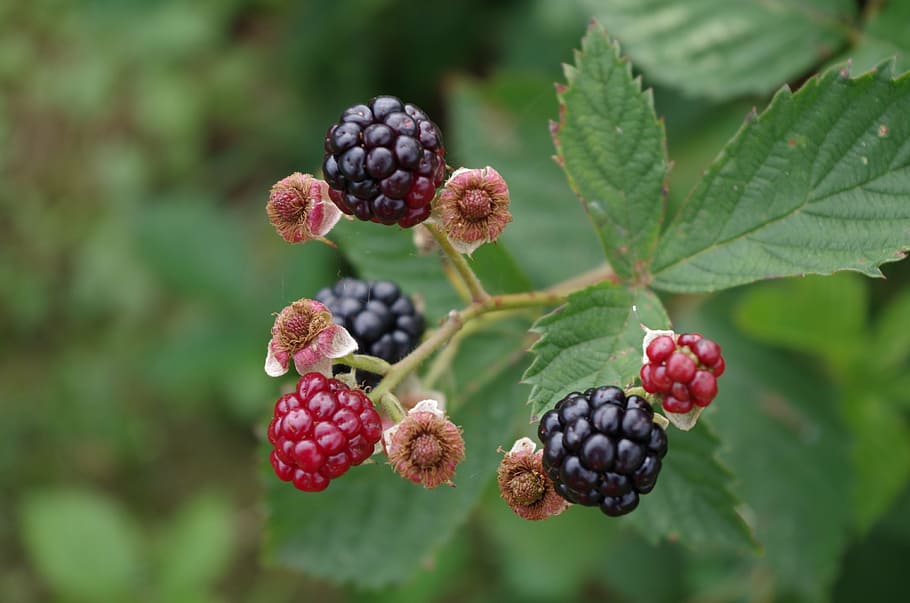 blackberries, shrub, fruit, nature, ripe, food, leaf, berry Fruit HD wallpaper