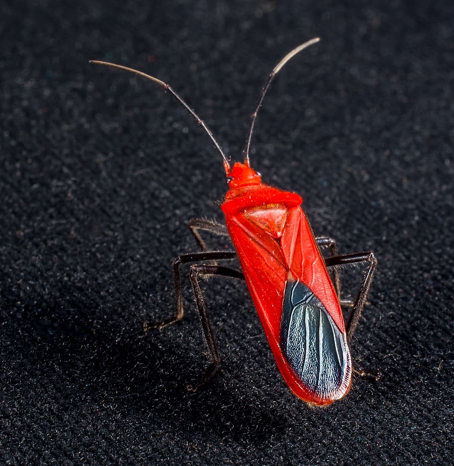 Red Beetle, Insect, Macro, animal, nature, close-up, animal Antenna HD wallpaper