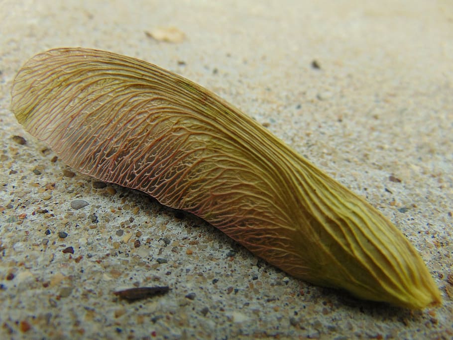 twirly bird, leaf, seed, pod, plant, seed pod, outside, nature HD wallpaper