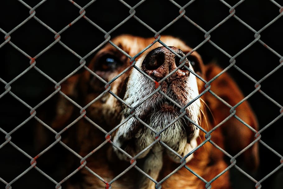 medium short-coated tan dog on focus photo, animal welfare, imprisoned