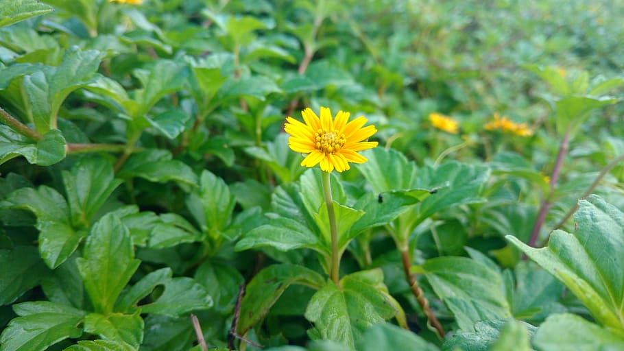 flower, beach, leafs, green, plant, flowering plant, plant part HD wallpaper
