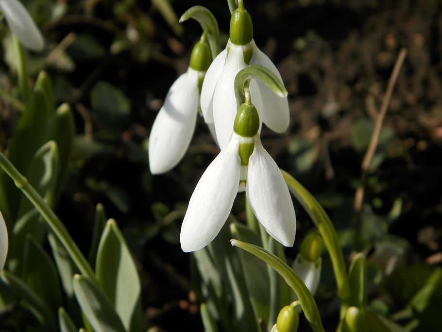 snowdrop, flower, macro, nature, plant, growth, freshness, beauty in nature HD wallpaper