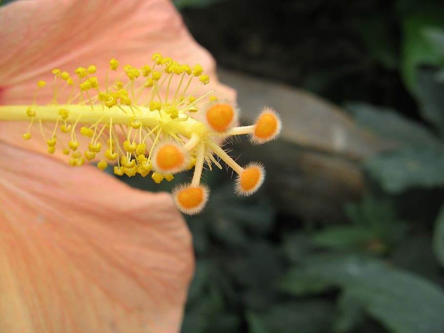 flower, hibiscus, yellow, nature, beautiful, plant, macro, detail HD wallpaper