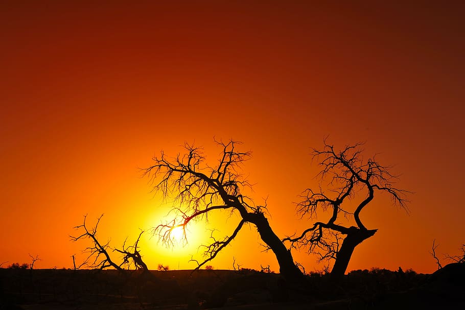inside, mongolia, strange tree, sunset, silhouette, twilight HD wallpaper
