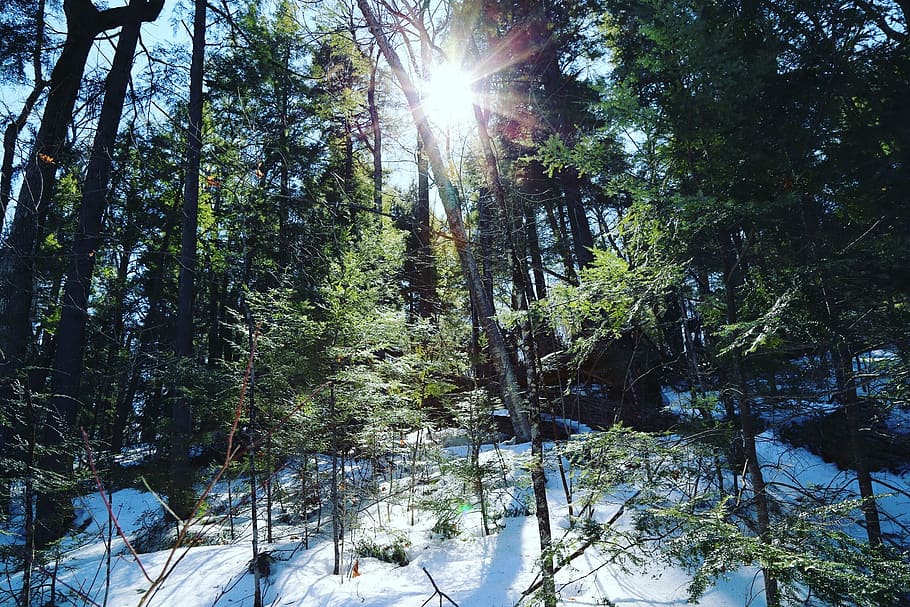 forest, green, trees, winter, nature, pine, plant, land, beauty in nature HD wallpaper
