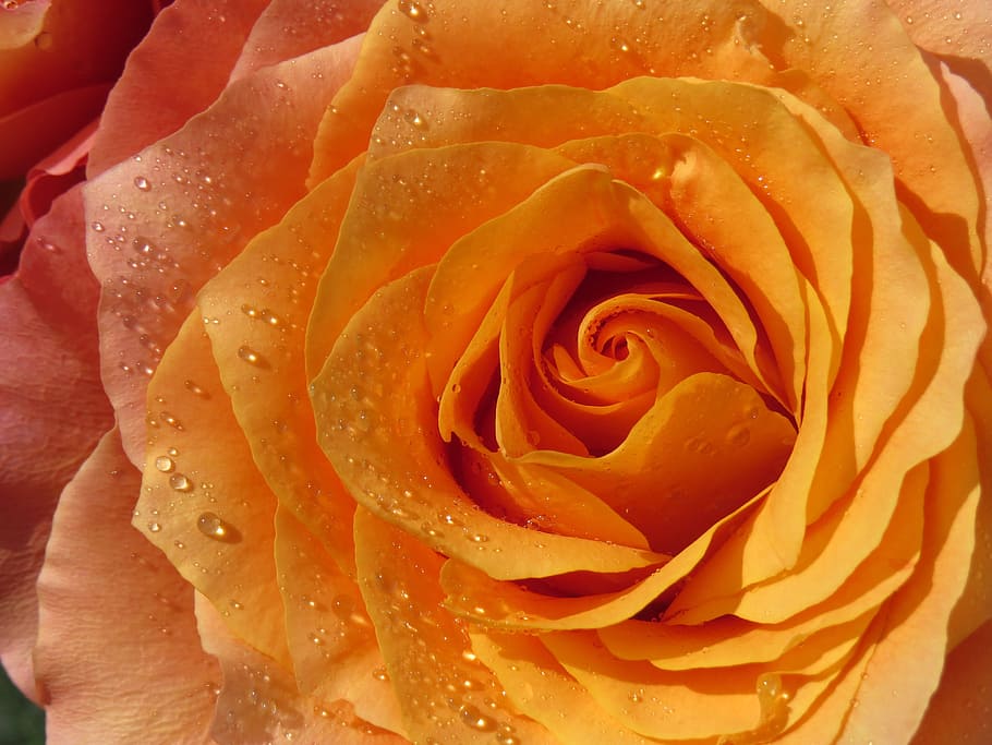close-up photography of yellow rose, orange, dewdrop, flower HD wallpaper
