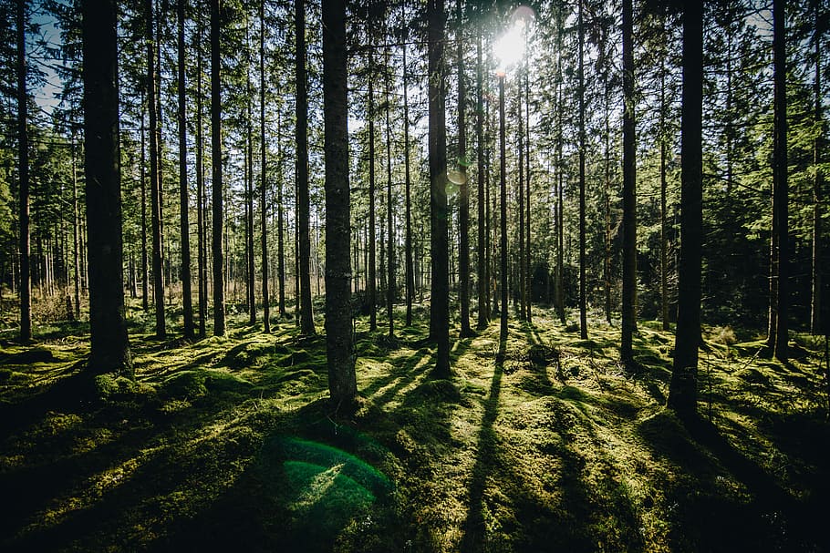 forest during daytime, trees on forest under sunlight, woodland HD wallpaper